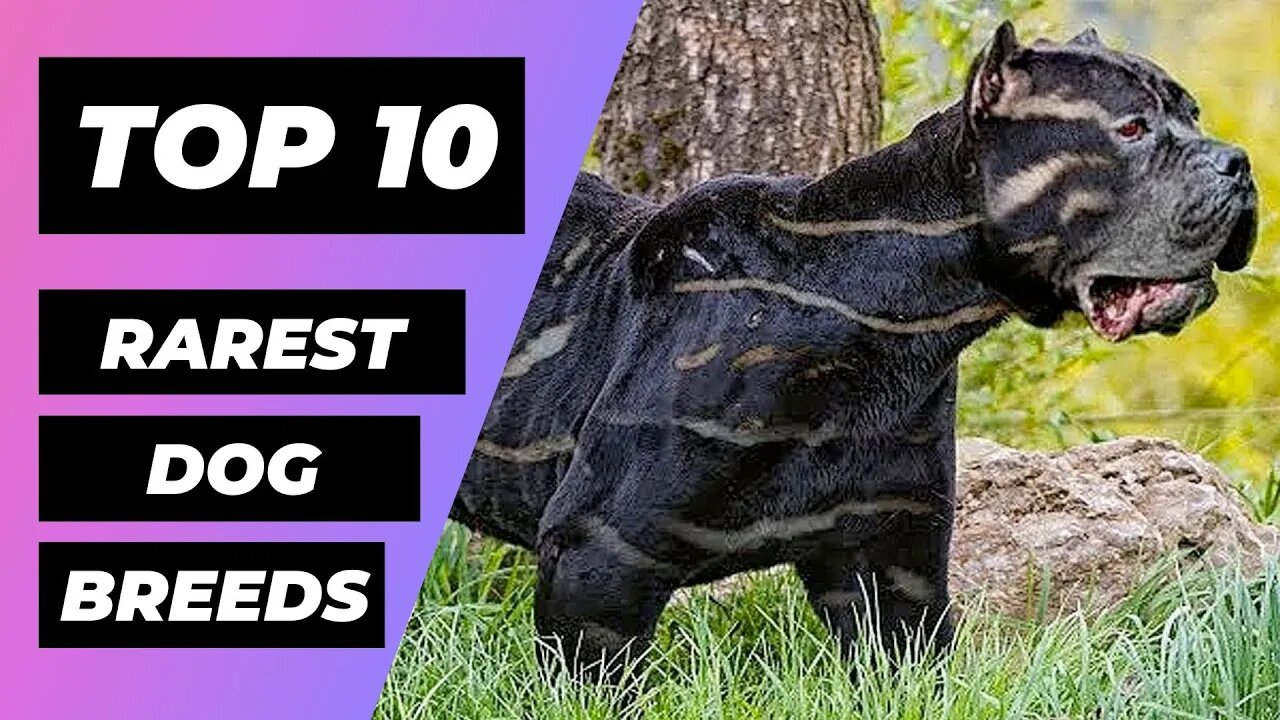 TOP 10 RAREST Dog Breeds In The World 1 Minute Animals