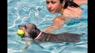 how to teach a dog to swim with a few simple steps