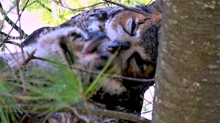 Mother great horned owl feeds her baby in the nest