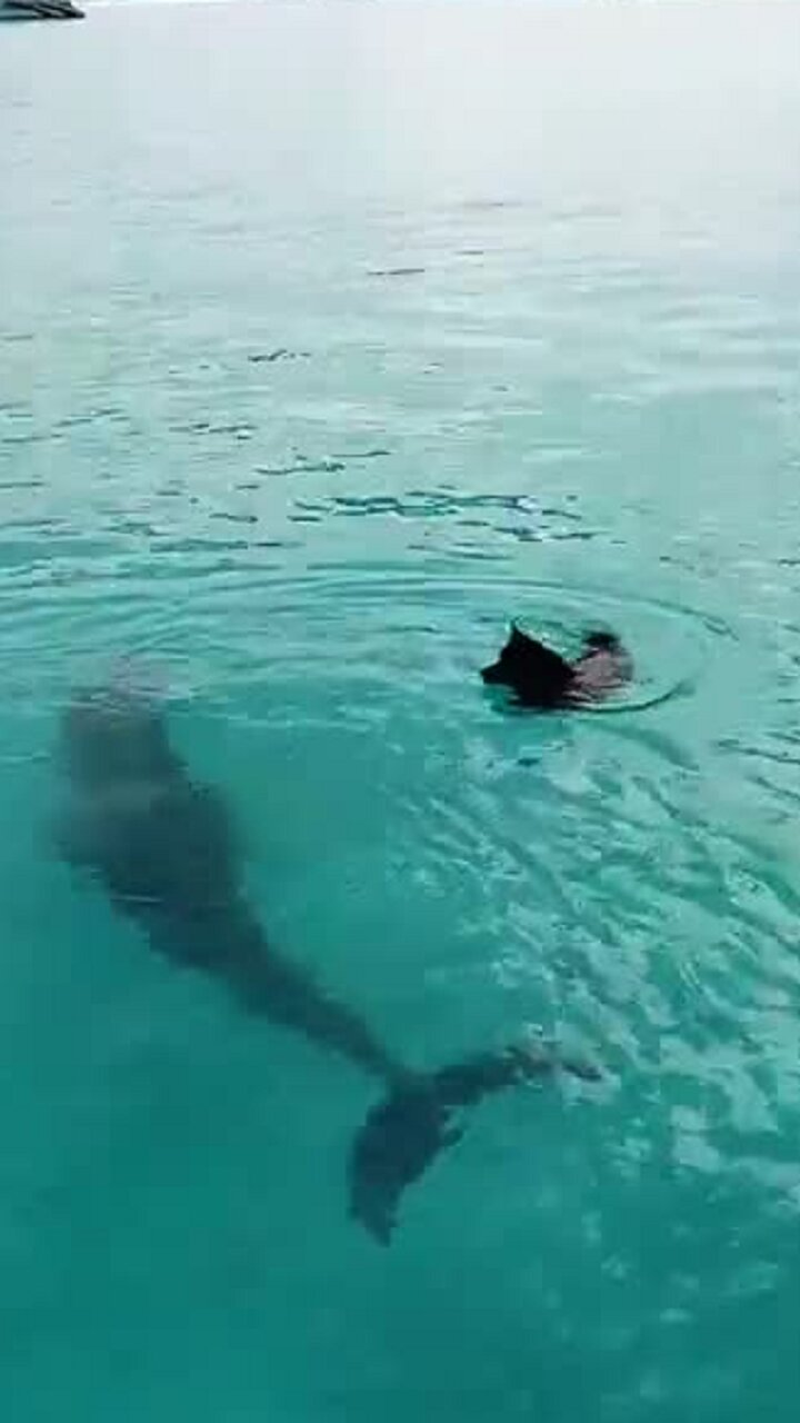 Dolphin and dog incredibly play in the water together