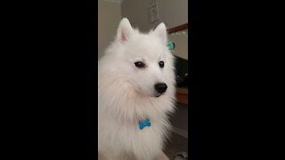 Dog makes funny noise when howling