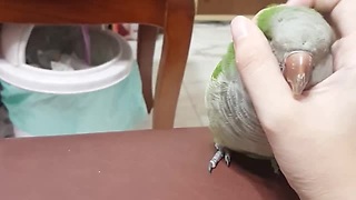 Adorable Bird Is In Great Need Of Endless Amount Of Cuddles