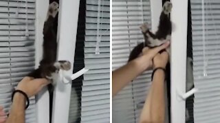 Curious cat somehow gets itself stuck in window