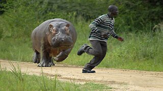 Hilarious, Check Out these Animals Chasing and Scaring People