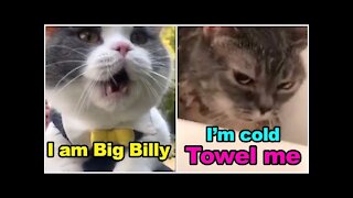 Cats talking !!! these cats can speak english better than hooman - Trust Funny Animals #1