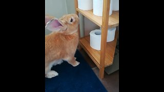 Bunny rabbit loves playing with toilet paper rolls