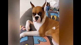 DOGS DOING FUNNY THINGS PART2