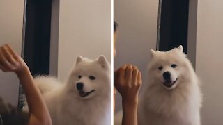 Samoyed desperately wants to play with a ball