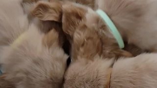 A Bunch Of Puppies Go Crazy For Milk