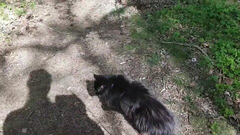 Katten Milla går i skogen för första gången på åratal