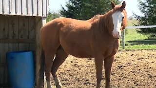 Local rescue ranch looking to raise money for horse's medical bills
