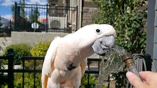Cockatoo loves to play with water from the hose