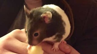 Greedy hamster loses fight with carrot!