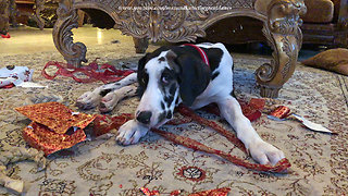 Guilty puppy gets caught chewing Christmas wrapping paper