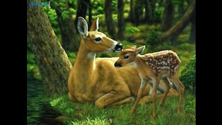 What do deer do with her baby after birth