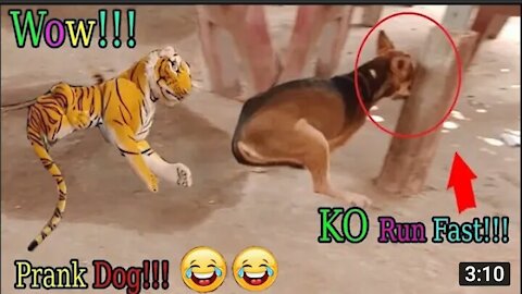fake tiger scaring animals. best funny videos 2021