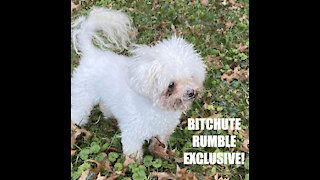 Rumble/Bitchute Exclusive Hot Take: Nov 24th News Blast!