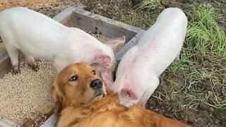 Friendly doggy meets his new pig friends