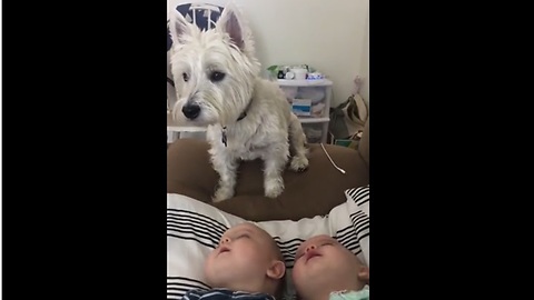 Twin Babies Are Absolutely Fascinated By Their Dog