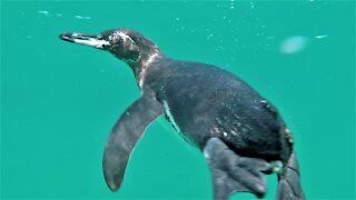 Friendly Galapagos penguin comes face to face with swimmer