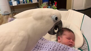 Pet Cockatoo Introduced To Newborn Baby Addition