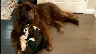 Newfie adorably cradles his puppy brother