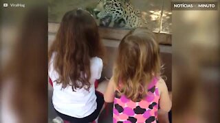 Jaguar brinca com criança nos EUA