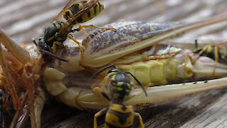 Battle between ants and wasps over deceased grasshopper