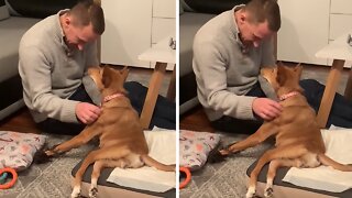 Puppy loves getting attention from her owner