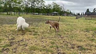German Shepherd Attacks Pitbull OFF LEASH DOG PARK!