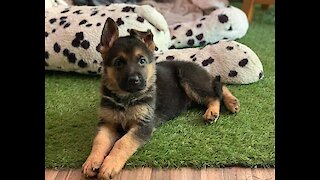 German Shepherd Puppy Trains To Become A Services Dog