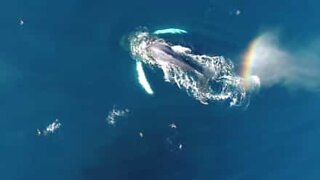 En hval skyter en regnbue fra blåsehullet sitt
