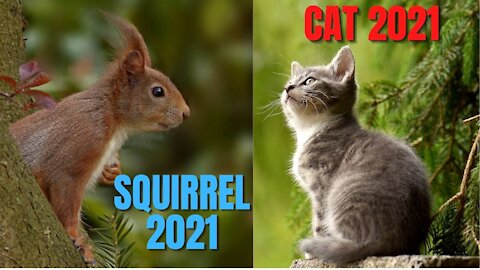 squirrel and cats 2021, cute animals 2021
