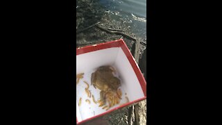 Returning sana the toad to his home