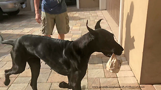 Excited Great Dane loves to share her chicken