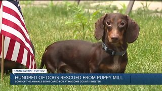Hundreds of dogs rescued from puppy mill