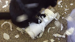 Crazy cat rampage!
