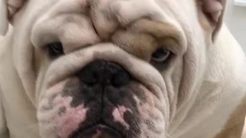 Bulldog refuses to give owner his paw
