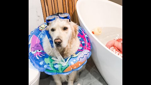 Golden Retriever is ready to snorkel during baby bath time