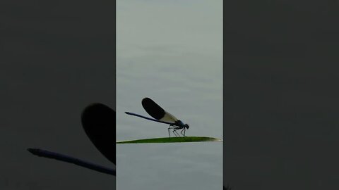 Dragonfly by the river, while fishing