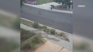 Dog escapes coyote on Vista street