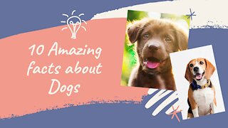 10 Amazing Facts About Dogs