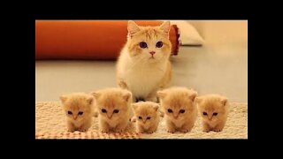 Cute Pets And Funny Animals Compilation, Cute & Funny Animals Videos
