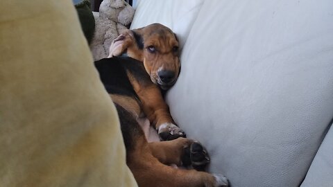 A Hard Day For Sweet Basset.