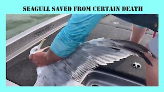 Seagull Saved From Certain Death