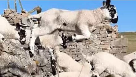 Bedårende lam hopper over væg i slowmotion