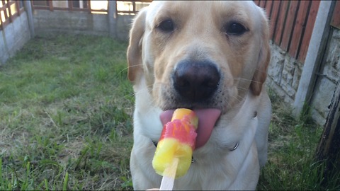 Dog enjoys summer treat