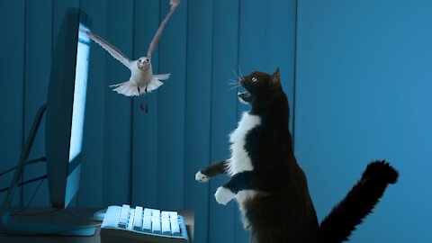 Cat Stalks And Hunts Bird On Laptop Screen