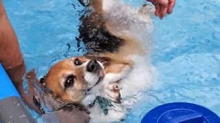Dog only wants to float in pool