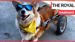 Corgi with spine problems has specialised wheelchair
